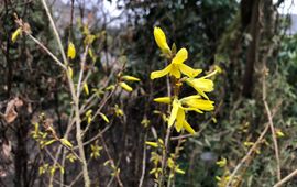 Arnold van Vliet Forsythia in bloei 22 february 2023
