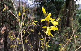 Forsythia in bloei 22 february 2023