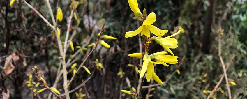 Forsythia in bloei 22 february 2023