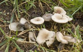 Clitocybe metachroides