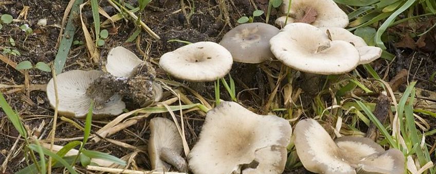 Clitocybe metachroides