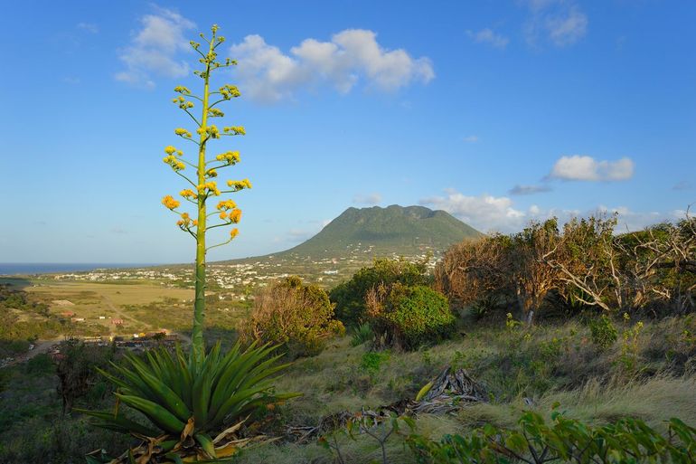 Agave plant in front of The Quill, Sint Eustatius