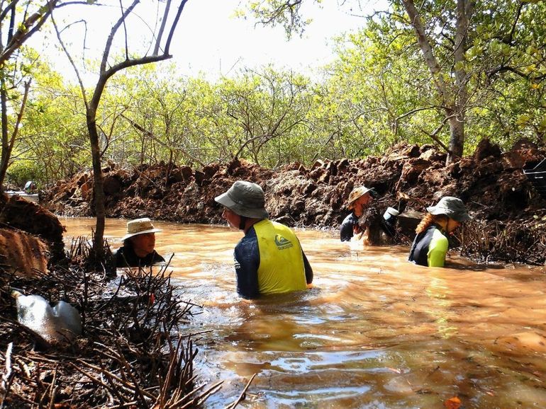 Mangrove Maniacs aan het werk