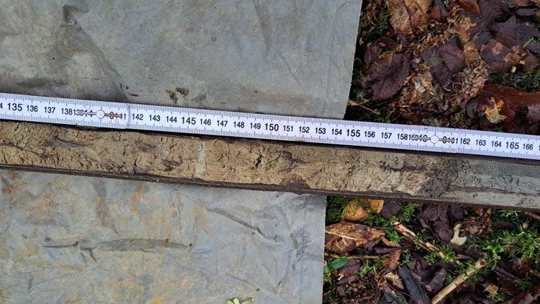 De kalkgyttja aangetroffen aan de rand van het Bleeke Meer (tot 160 cm op de meetlat). De grijze laag rechts bestaat uit kalkrijke, siltige leem