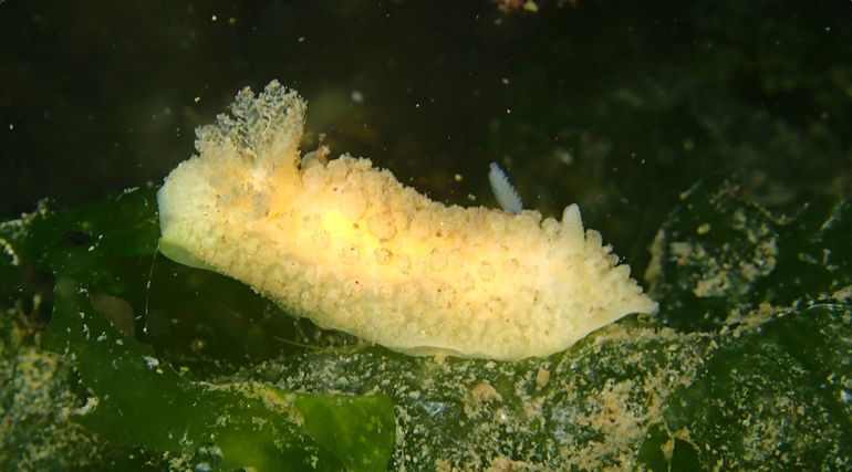 De eerste en voorlopig enige bevestigde Nederlandse waarneming van de nieuwe soort in de Oosterschelde (2020)