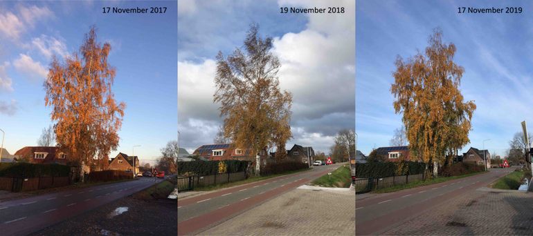 Bennekomse berk op 17 november 2017, 19 november 2018 en 17 november 2019