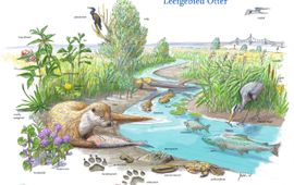 Jeroen Helmer/ARK Natuurontwikkeling VOOR EENMALIG GEBRUIK Zoekkaart Leefgebied van de otter