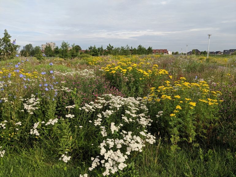 De gemeente Apeldoorn loopt al dertig jaar voorop met ecologisch bermbeheer en won de Beste Berm Bokaal