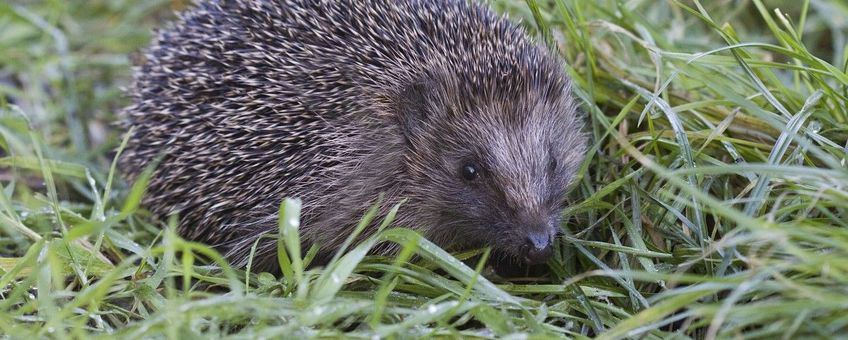 Erinaceus europaeus