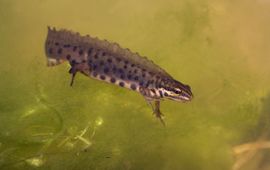 Jelger Herder Kleine watersalamander
