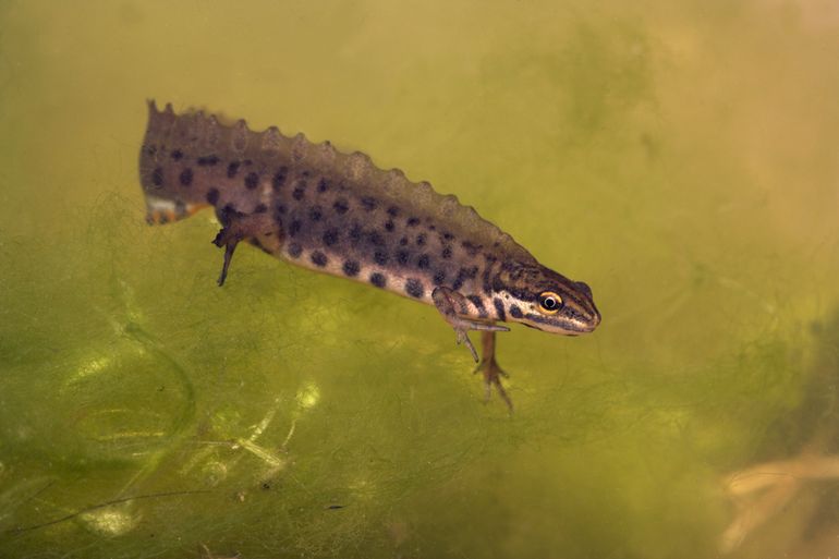 Mannetje kleine watersalamander