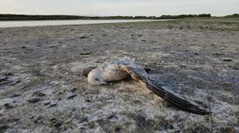 Eén van de recent gevonden dode Zilvermeeuwen