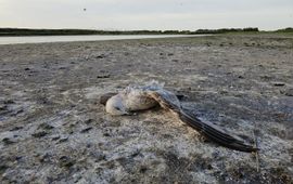 Sander Lilipaly, Deltamilieu Projecten Eén van de recent gevonden dode Zilvermeeuwen