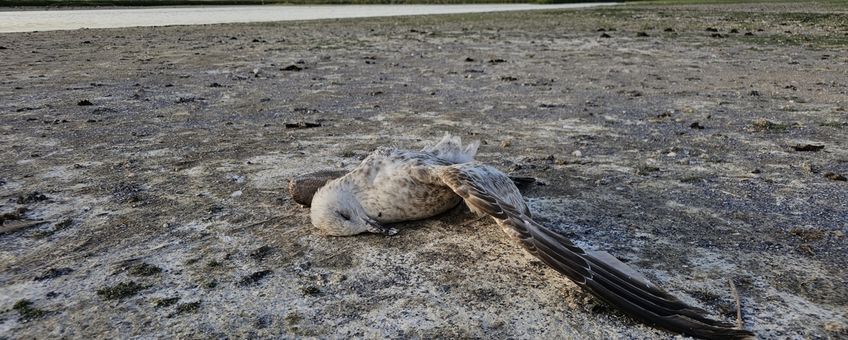 Eén van de recent gevonden dode Zilvermeeuwen