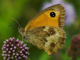 Pyronia tithonus. Oranje zandoogje