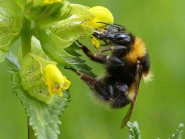 Werksters, zoals deze tuinhommel op ratelaar, kunnen 60% van hun lichaamsgewicht aan stuifmeel vervoeren