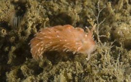 Peter H. van Bragt (ANEMOON) Oranje kleurvariant kleine vlokslak, Grevelingenmeer