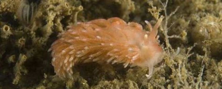 Oranje kleurvariant kleine vlokslak, Grevelingenmeer 