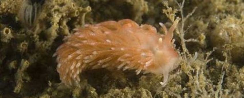 Oranje kleurvariant kleine vlokslak, Grevelingenmeer