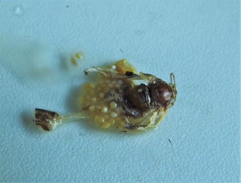 Eikenprocessievlinder, verzameld tijdens ei-afzet en onder de microscoop geopend. Zo zien de verse eitjes eruit: gelig, kleverig en zacht