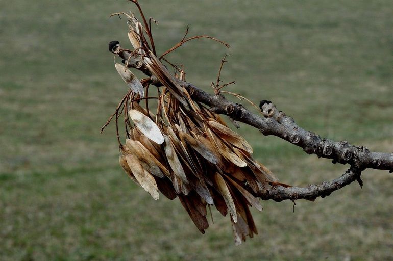 Bosjes vleugelvruchtjes en bokkenpoten: de es