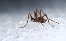 Sneeuwmug (niet in Nederland) Schneeschnake_(Chionea_sp.,_wahrscheinlich_C._lutescens)_♂,_Regenberg_bei_Elsenborn,_Ostbelgien