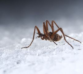 Sneeuwmug (niet in Nederland) Schneeschnake_(Chionea_sp.,_wahrscheinlich_C._lutescens)_♂,_Regenberg_bei_Elsenborn,_Ostbelgien