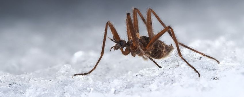 Sneeuwmug (niet in Nederland) Schneeschnake_(Chionea_sp.,_wahrscheinlich_C._lutescens)_♂,_Regenberg_bei_Elsenborn,_Ostbelgien
