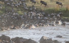 Pixabay wildebeest migration, gnoe