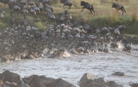 wildebeest migration, gnoe