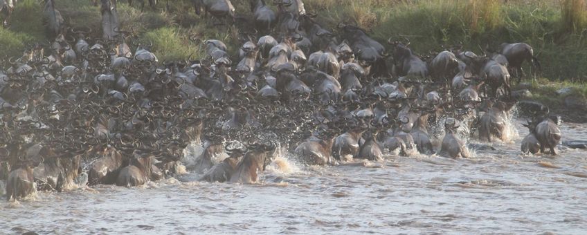 wildebeest migration, gnoe