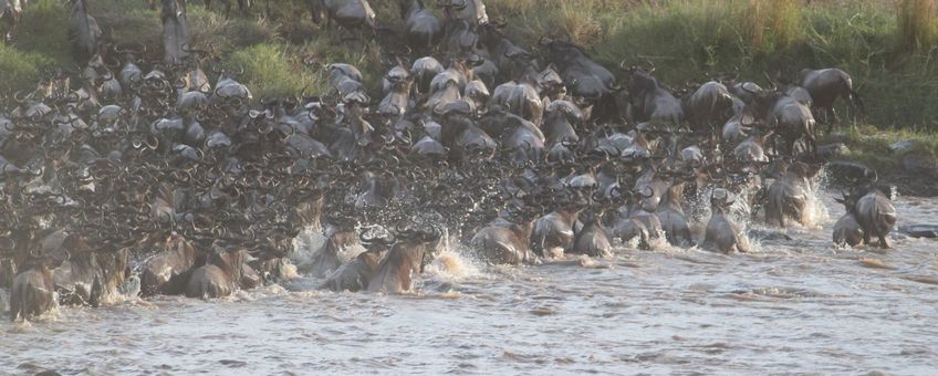 wildebeest migration, gnoe