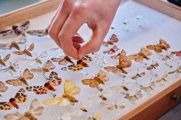 Collezione di farfalle