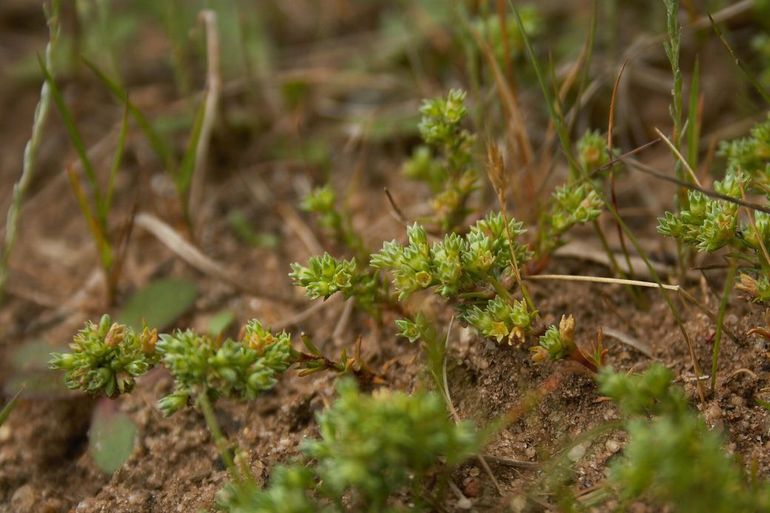 Kleine hardbloem (Scleranthus annuus subsp. polycarpos) met duidelijk spitsere kelkbladen met een dunne witte rand