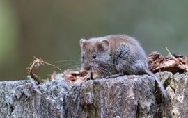 Boudewijn van Baalen (voor eenmalig gebruik) Rosse woelmuis