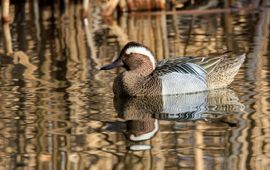 Vasil Popov, Flickr zomertaling
