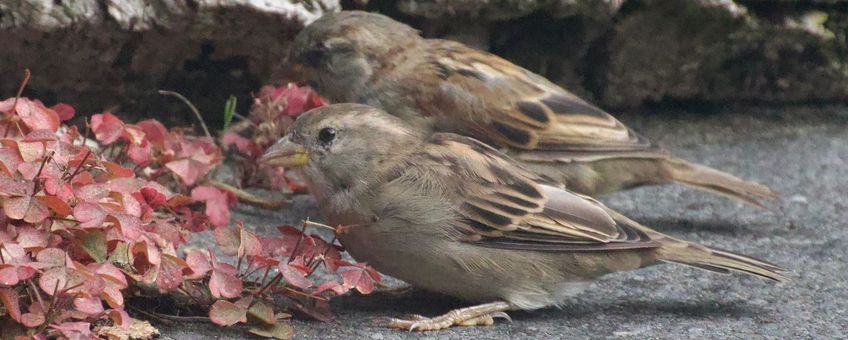 Huismussen pikken zaden uit vruchten van gehoornde klaverzuring
