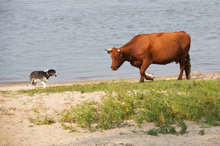 Een rode geus houdt een hond op afstand aan de Waal bij Nijmegen