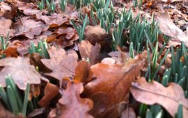 Opkomende sneeuwklokjes in botanische tuin Belmonte te Wageningen op 27 januari 2019