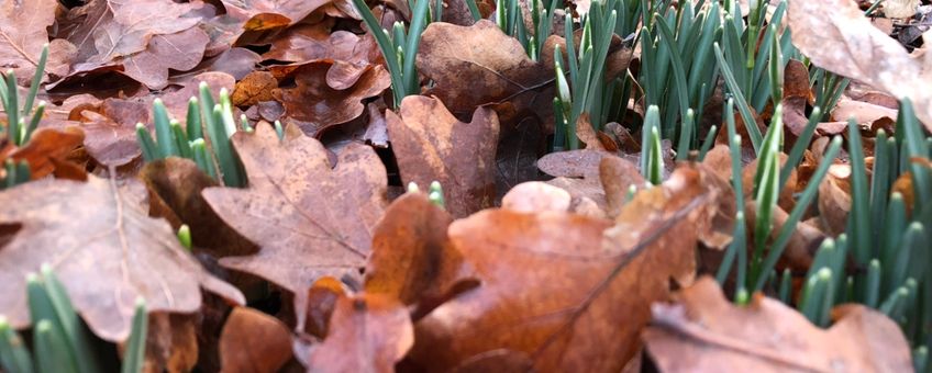 Opkomende sneeuwklokjes in botanische tuin Belmonte te Wageningen op 27 januari 2019