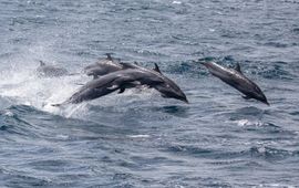 Dolphins