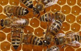 honingbijen overwinteren als kolonie door zichzelf, en vooral de koningin, warm te houden