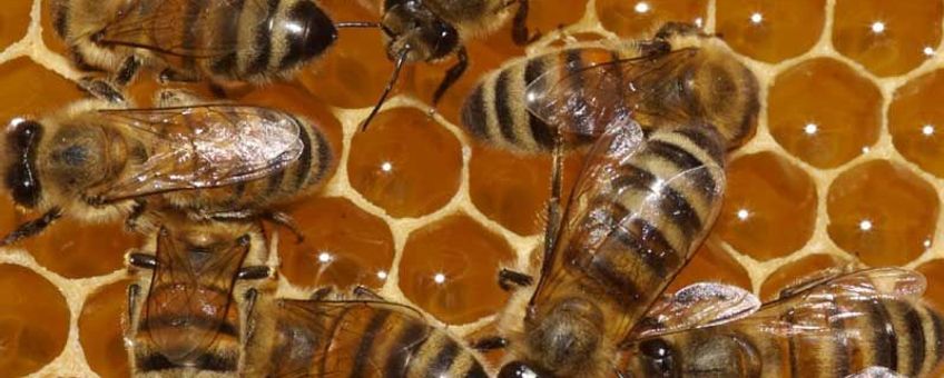 honingbijen overwinteren als kolonie door zichzelf, en vooral de koningin, warm te houden
