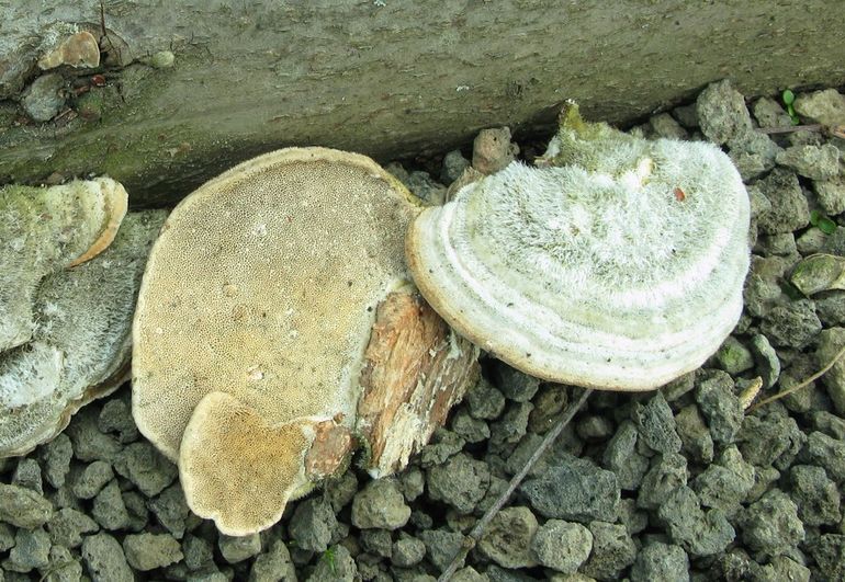 Onderaanzicht van het Ruig elfenbankje met poriën