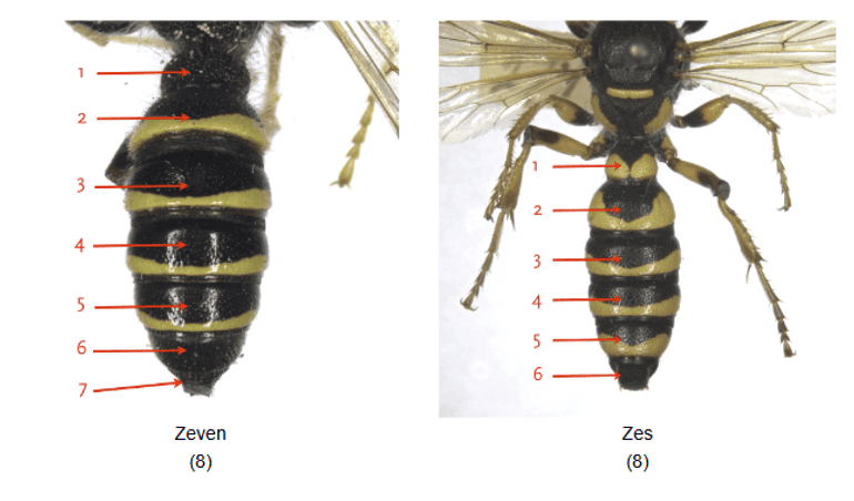 Bij knoopwespen zijn de mannetjes en vrouwtjes goed van elkaar te onderscheiden op basis van het aantal achterlijfssegmenten. Vrouwtjes hebben er zes, mannetjes hebben er zeven