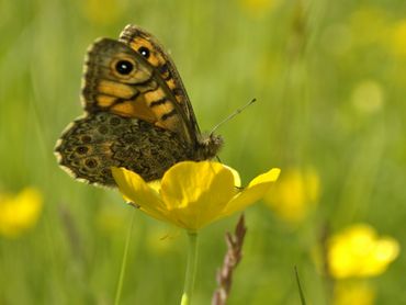 Argusvlinder op boterbloem