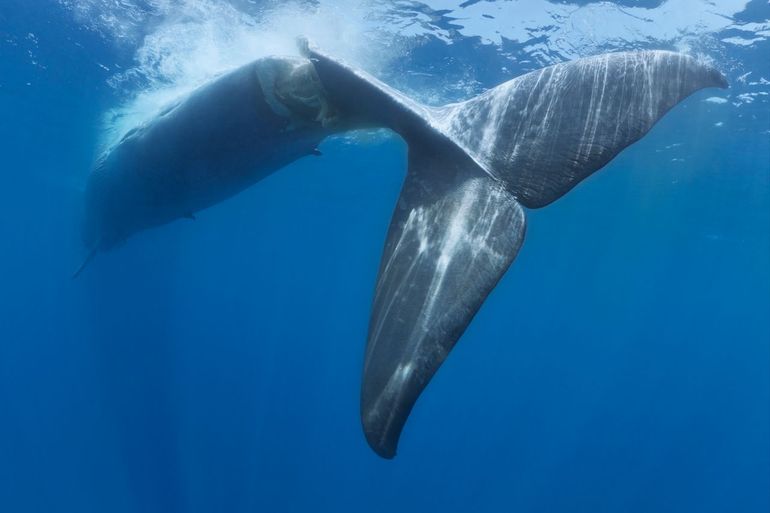 Blauwe vinvis die is aangevaren door een schip