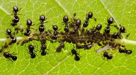 Wegmieren melken bladluizen in Leidse Hortus