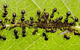 Wegmieren melken bladluizen in Leidse Hortus