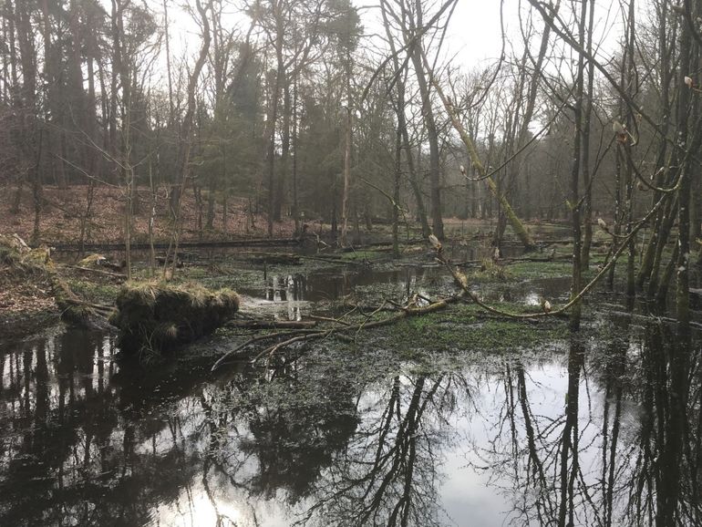 Waar mogelijk de beek de ruimte geven in het beekdal. Het water kan dan langzaam in de ondergrond wegzakken en zo het grondwater aanvullen, zoals hier langs de Leuvenumse beek